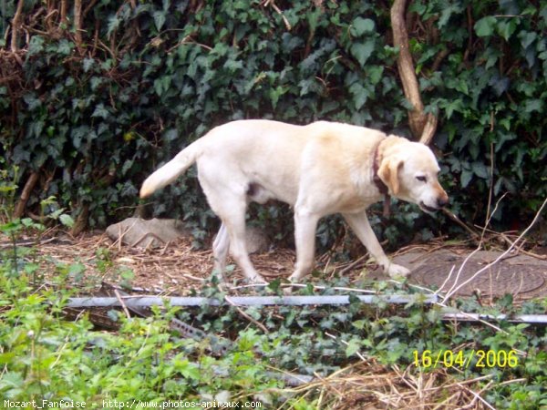 Photo de Labrador retriever