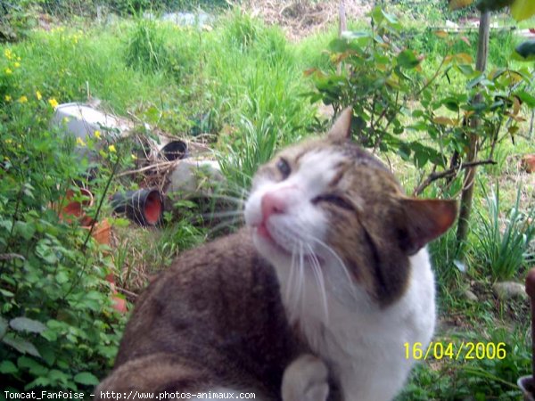 Photo de Chat domestique