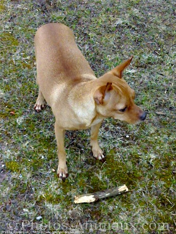 Photo de Pinscher nain