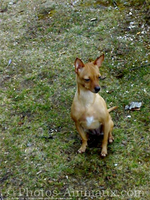 Photo de Pinscher nain