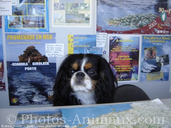 Photo de Cavalier king charles spaniel