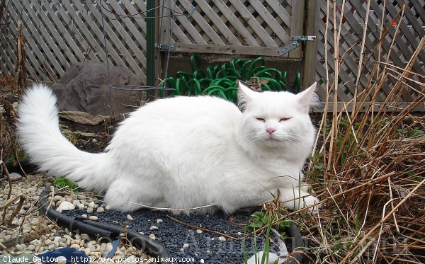 Photo de Chat domestique