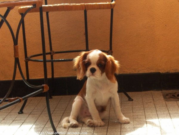 Photo de Cavalier king charles spaniel