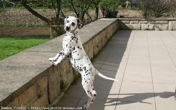 Photo de Dalmatien