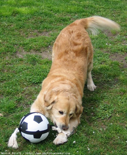 Photo de Golden retriever