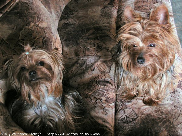 Photo de Yorkshire terrier