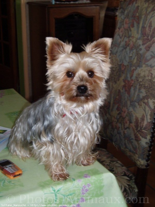 Photo de Yorkshire terrier