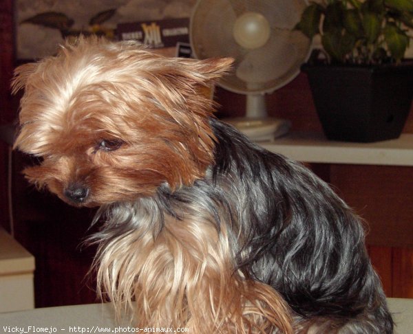 Photo de Yorkshire terrier