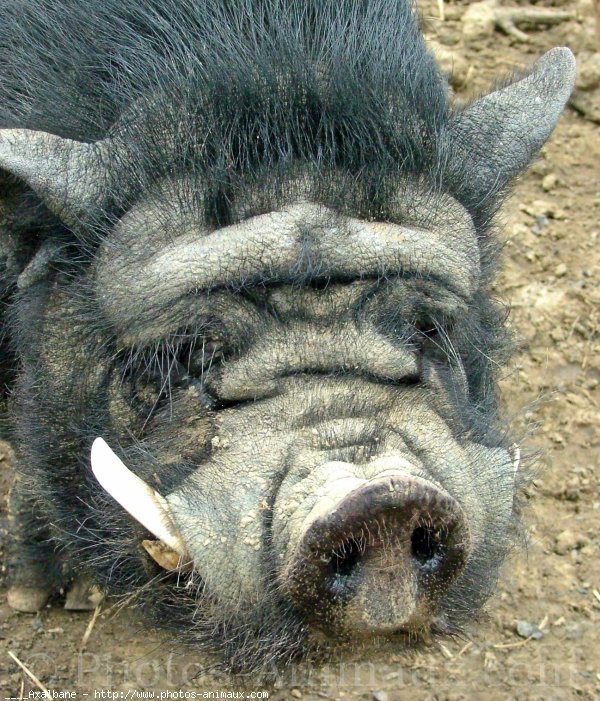 Photo de Cochon