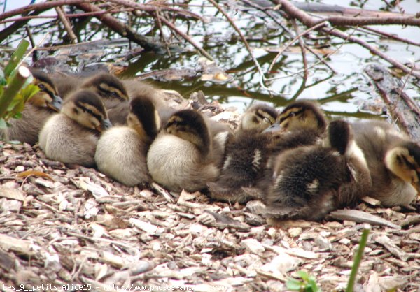 Photo de Canard