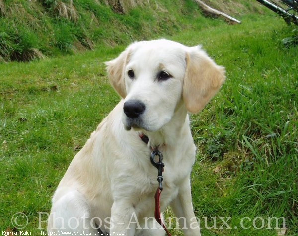 Photo de Golden retriever