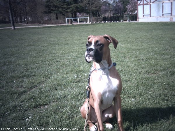 Photo de Boxer