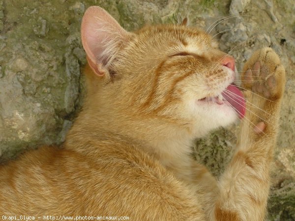 Photo de Chat domestique