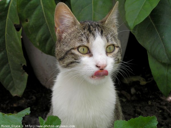 Photo de Chat domestique