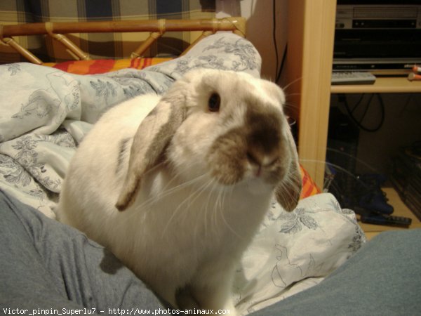 Photo de Lapin