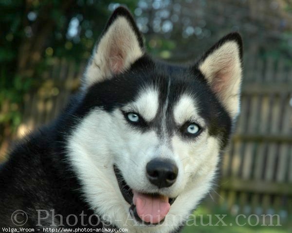 Photo de Husky siberien