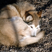 Photo de Husky siberien