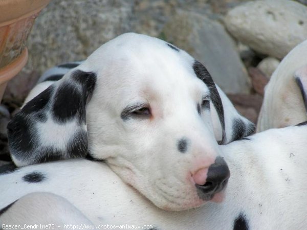 Photo de Dalmatien