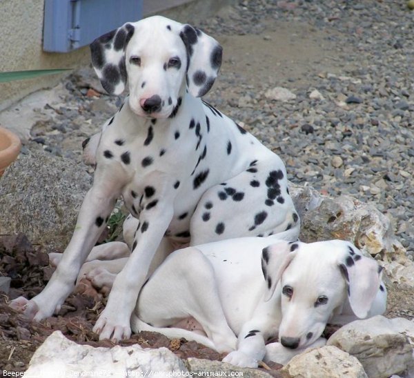 Photo de Dalmatien