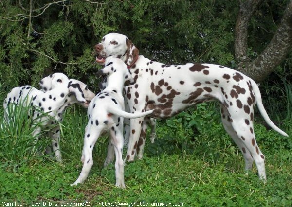 Photo de Dalmatien