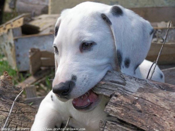 Photo de Dalmatien