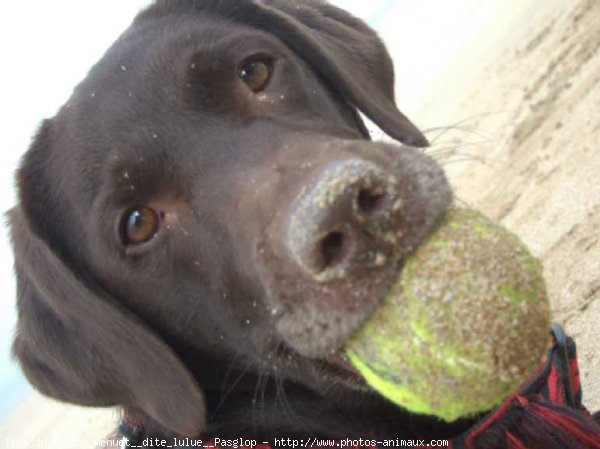 Photo de Labrador retriever