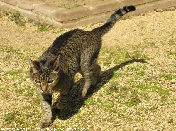 Photo de Chat domestique