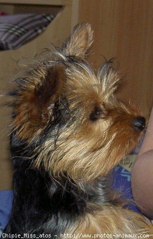 Photo de Yorkshire terrier