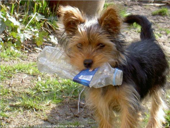 Photo de Yorkshire terrier