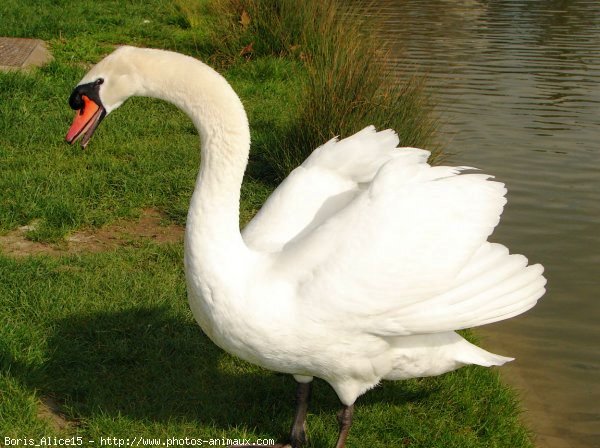 Photo de Cygne