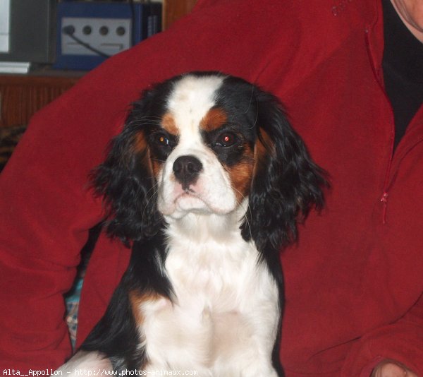 Photo de Cavalier king charles spaniel