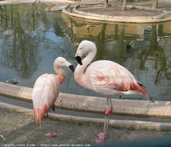 Photo de Flamand rose