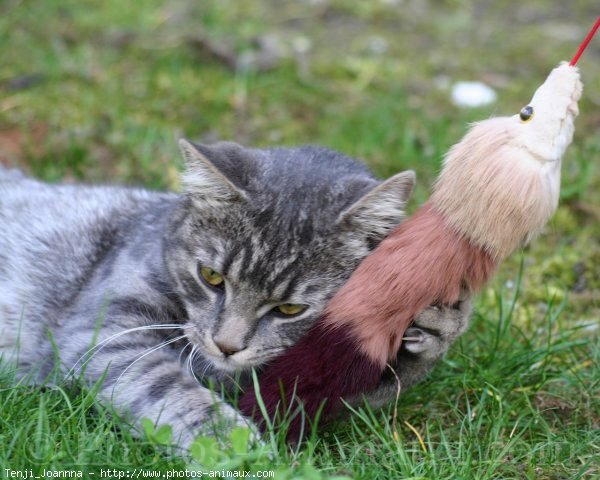 Photo de Chat domestique