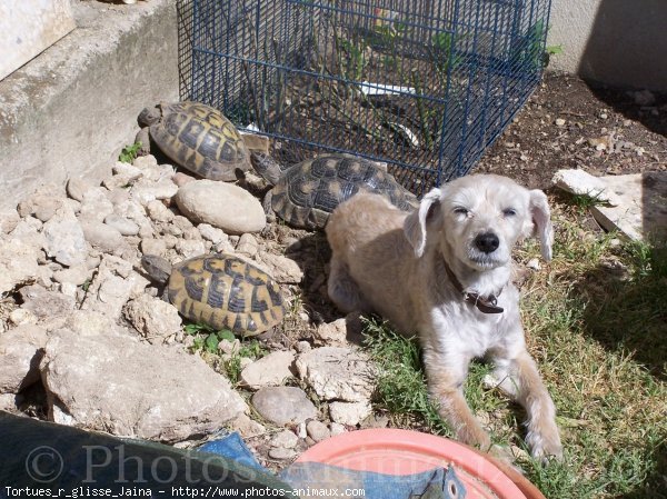 Photo de Tortue