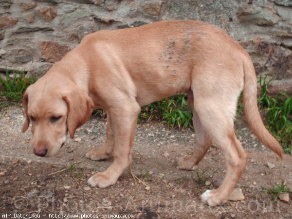 Photo de Labrador retriever