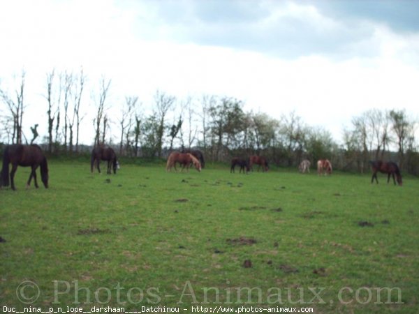 Photo de Races diffrentes