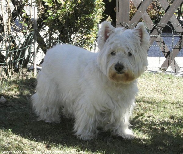 Photo de West highland white terrier