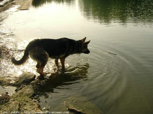 Photo de Berger allemand  poil court