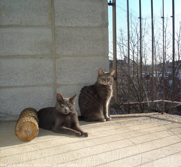 Photo de Chat domestique