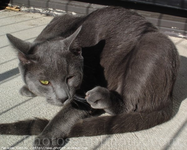 Photo de Chat domestique