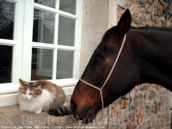 Photo de Races diffrentes