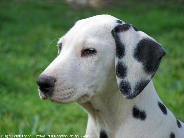 Photo de Dalmatien