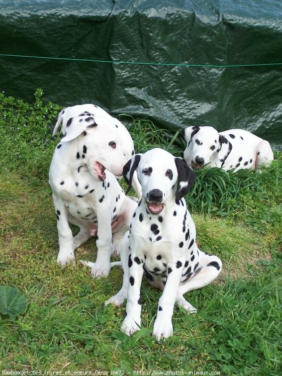 Photo de Dalmatien