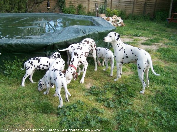 Photo de Dalmatien