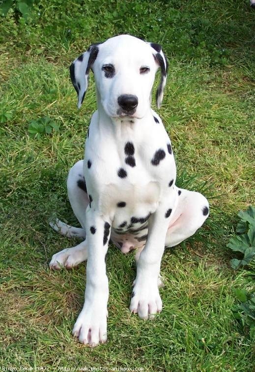 Photo de Dalmatien