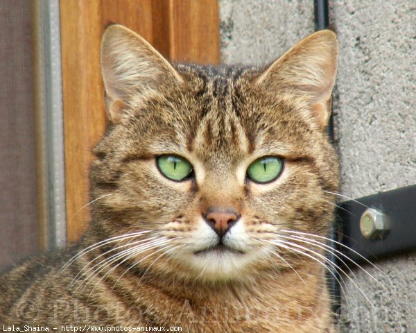 Photo de Chat domestique