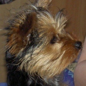 Photo de Yorkshire terrier