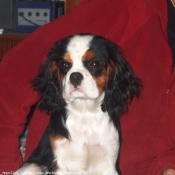 Photo de Cavalier king charles spaniel