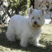 Photo de West highland white terrier