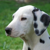 Photo de Dalmatien